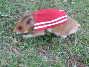 Animal Tails Animal Wrangler