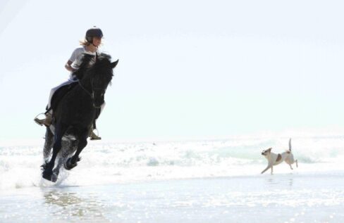 Animal Tails Animal Wrangler