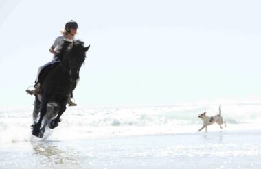Animal Tails Animal Wrangler