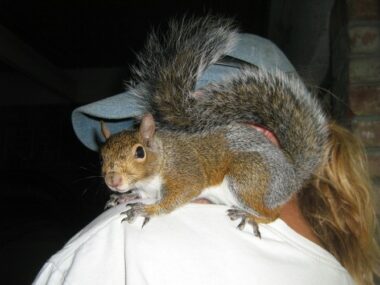 Animal Tails Animal Wrangler