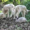 Animal Tails Animal Wrangler