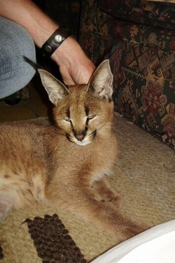 Animal Tails Animal Wrangler