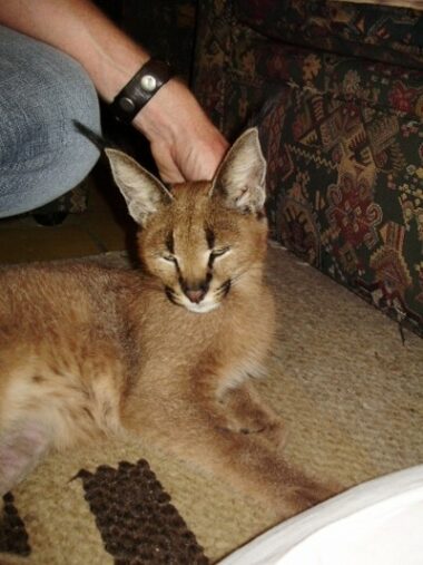 Animal Tails Animal Wrangler