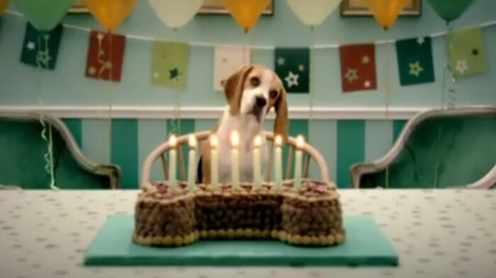 Bob Martin Dog Food