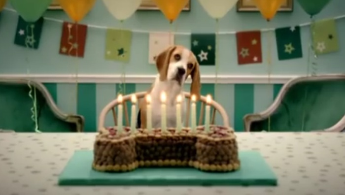 Bob Martin Dog Food