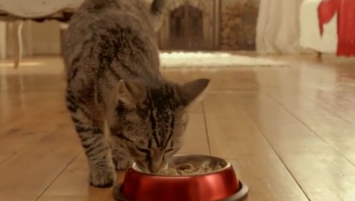 Bob Martin Cat Food