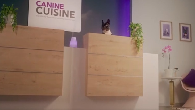 Canine